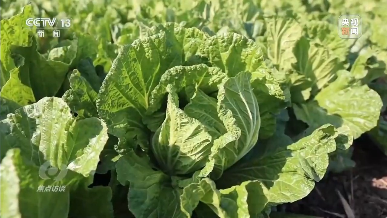 焦点访谈丨单株售价100多