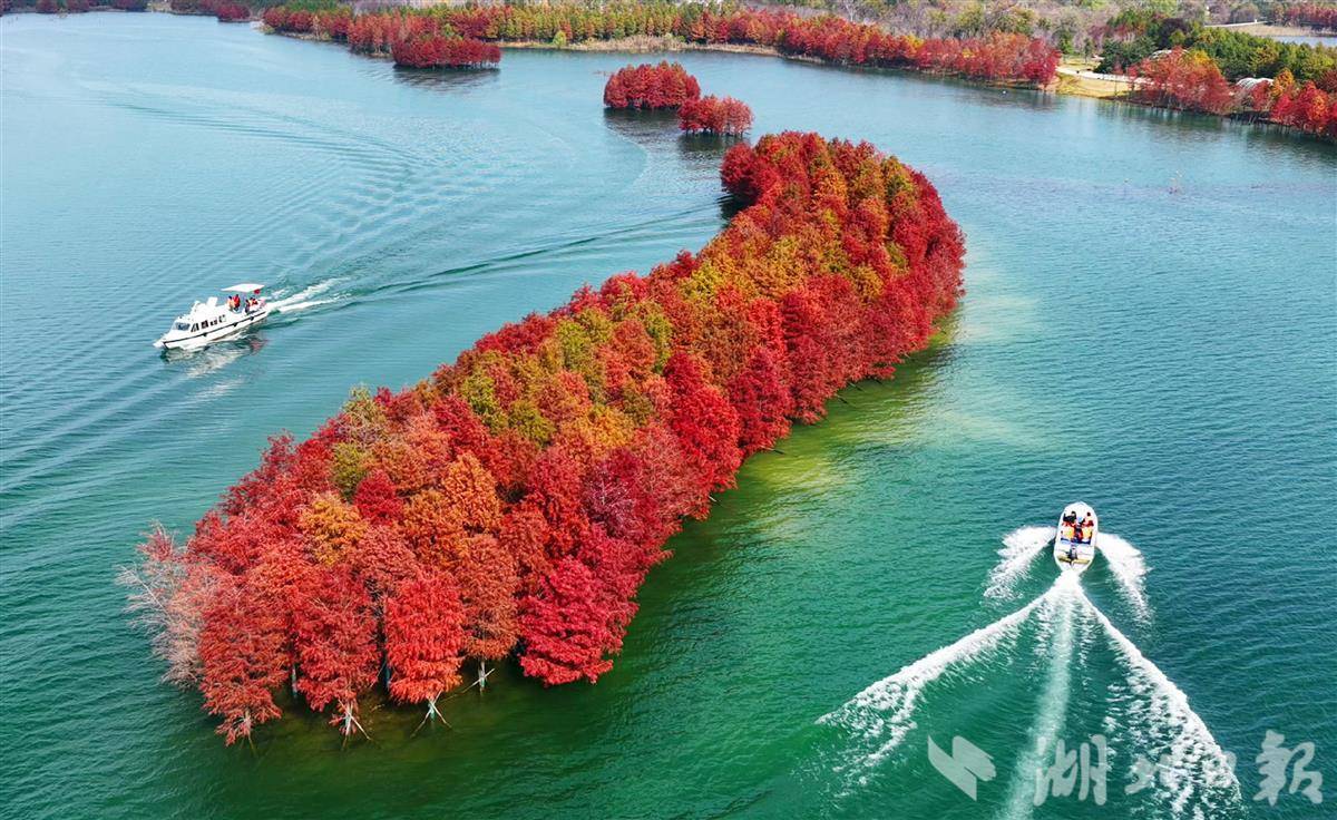 漳河沿岸的红木林正处