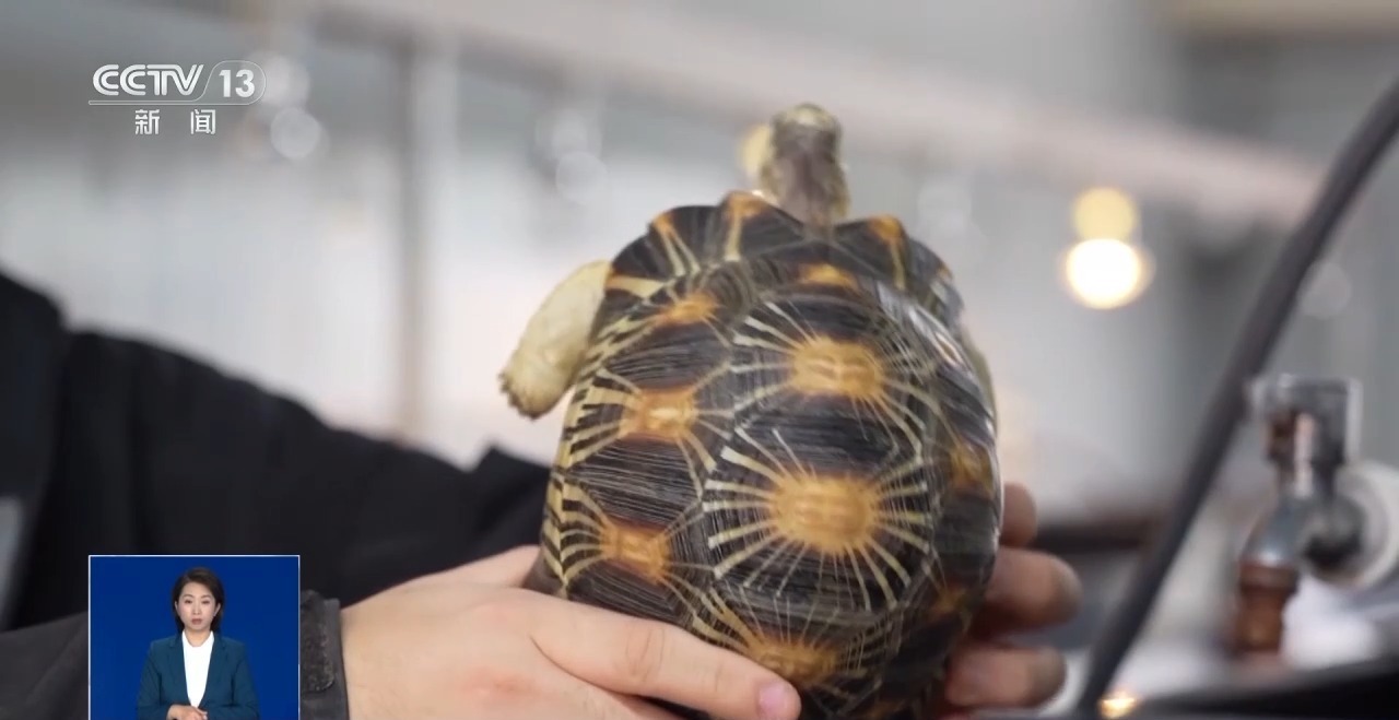 视频丨“奇宠”还能是“奇宠”吗？注意！遗弃和释放动物可能导致物种入侵