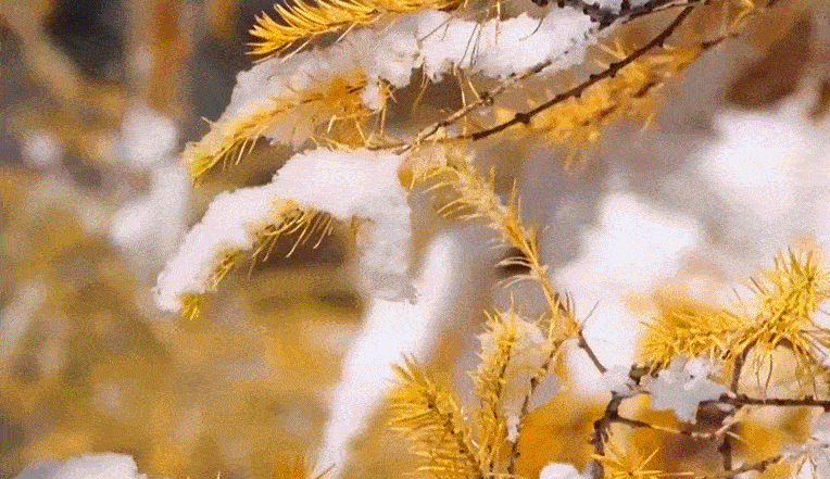 丨24季中华文化之旅：立冬悄然孕育春天的到来