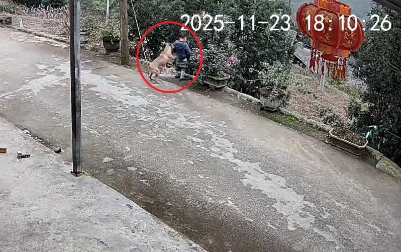 一名男孩在路边小便时，他的狗“偷偷攻击”了