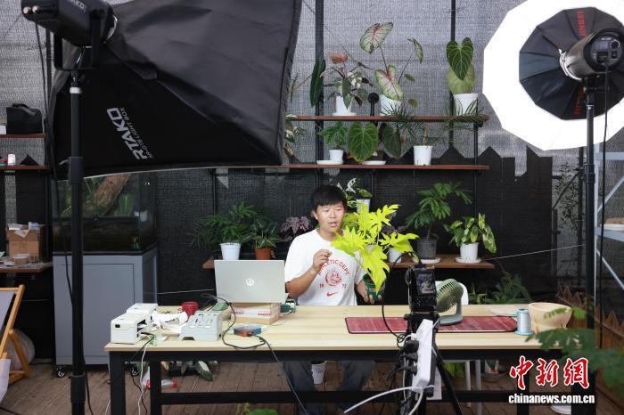 绿色植物成为年轻人的“时尚新游戏”，生活方