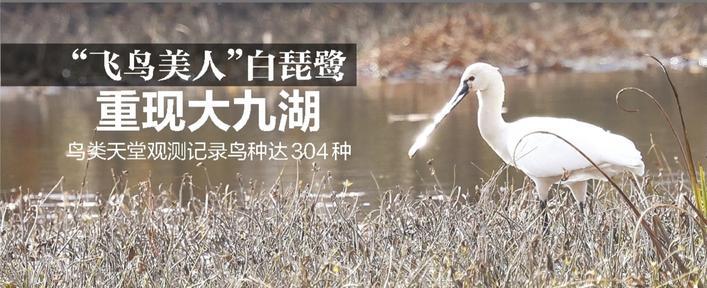 白琵鹭“鸟美人”再现大九湖。鸟类天堂