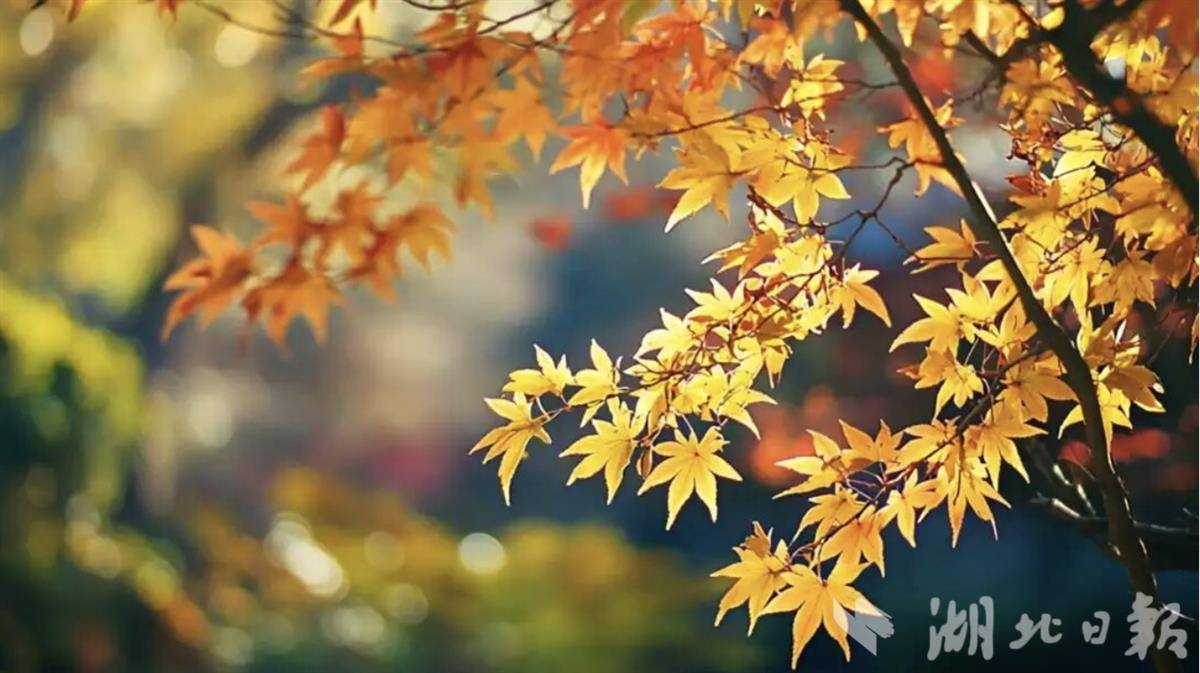 未来三天，武汉将持续降雨。注意防风、保温措