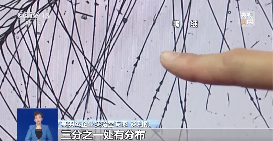 300元能买到一只真正的鸭子吗？