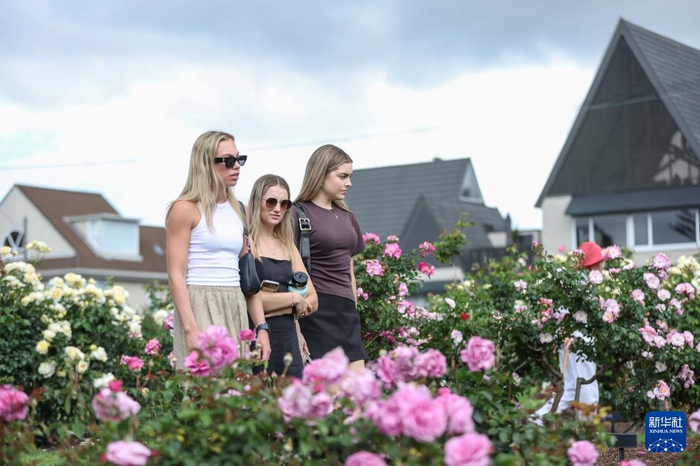 新西兰：鲜花盛开吸引游客