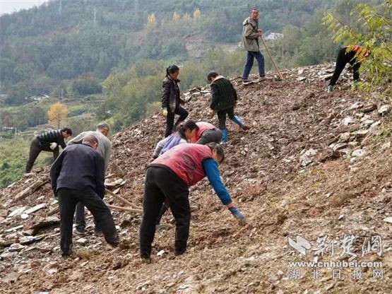 竹溪县惠湾市：100亩连翘“种”出，创造财富新