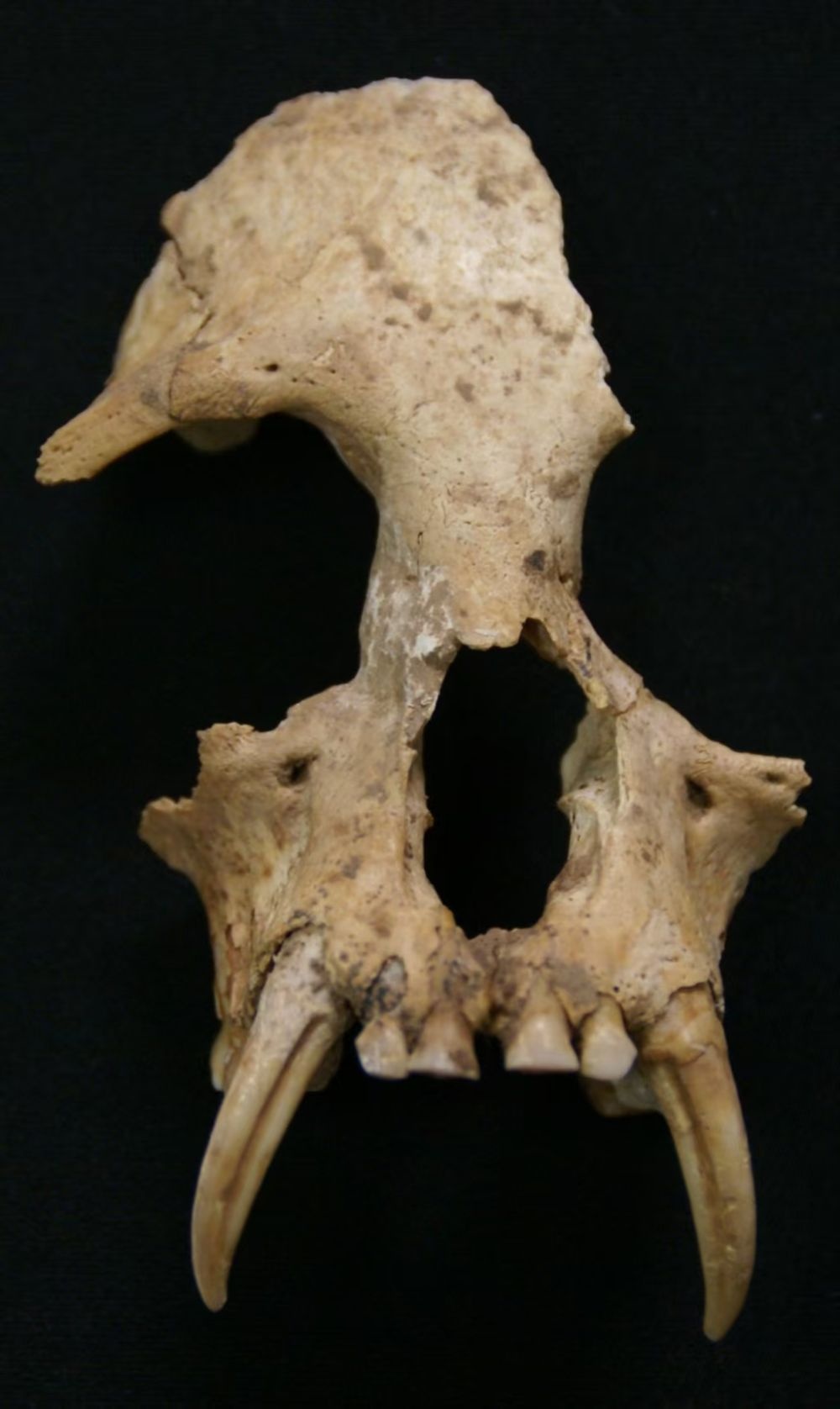 古代DNA测序发现秦始皇祖母墓出土的长臂猿是新灭绝的物种