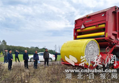 京山市机采棉花效率很高