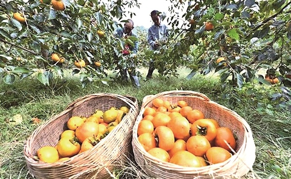 “如果我们不卖的话，那就太遗憾了。” 3万公斤