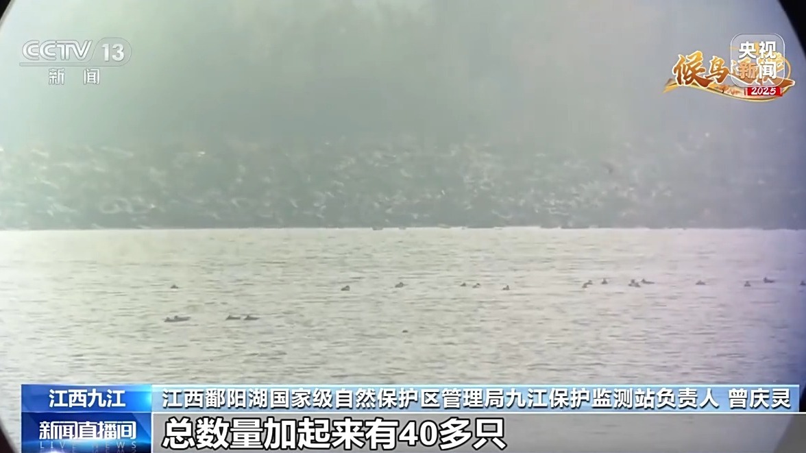 视频丨从候鸟到留鸟，世界极度濒危物种