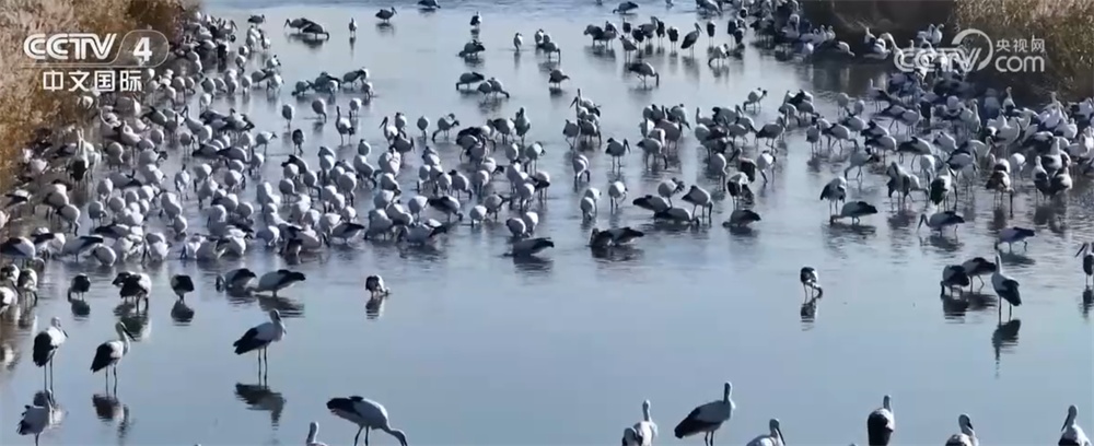 候鸟飞翔绘出令人惊叹的“画卷”，美丽