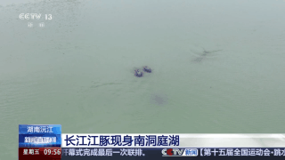 视频 | “微笑天使”来了！深秋，江豚首次抵达南洞庭湖