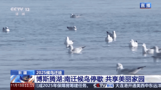 视频：南迁候鸟在博斯滕湖停留，有巡逻人员“