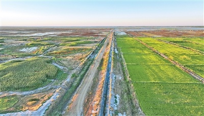 一株小茭白如何成为“金银滩”的盐碱土