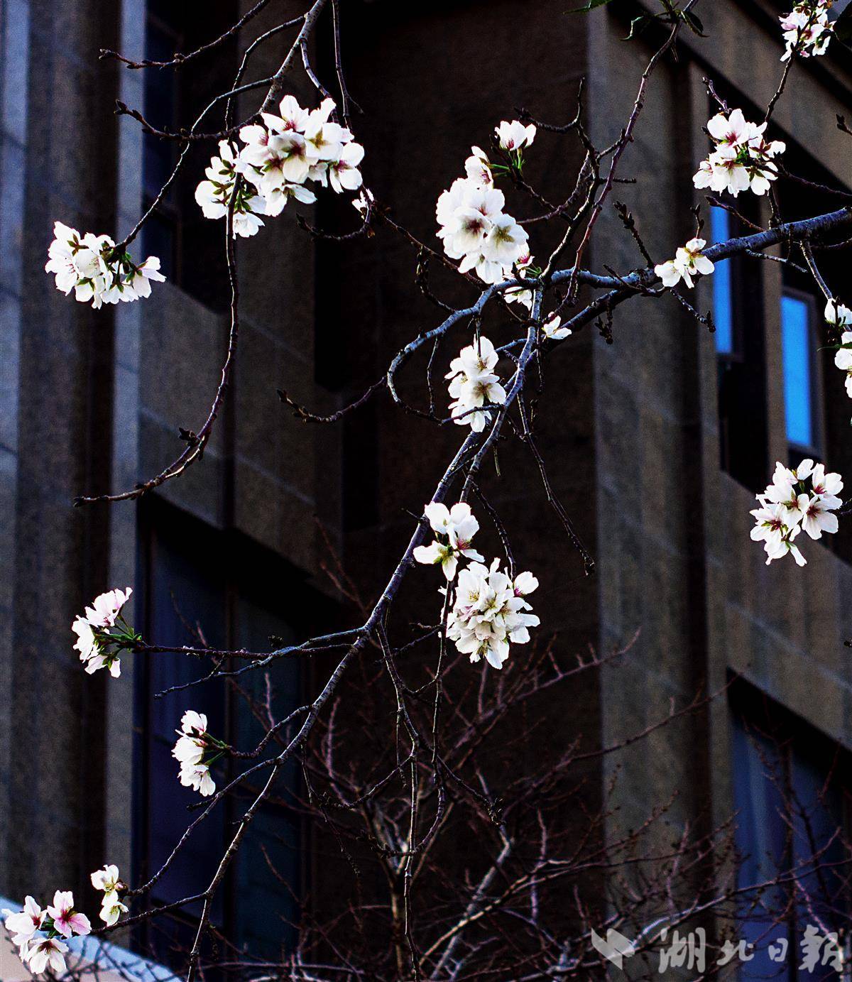 奇怪的！武汉樱花反季节再次绽放