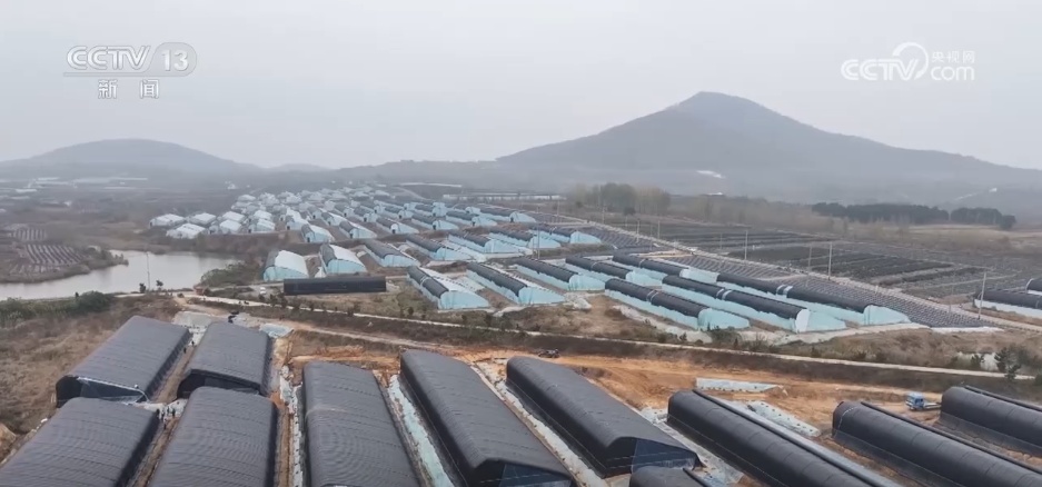 寒潮袭来，不少地区农业部门都在抓紧收割粮食