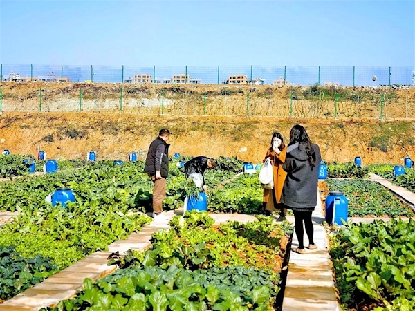 “共享菜园”的红甘蓝芽，冷冻后变得更甜。菜