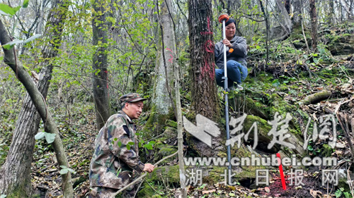 黄龙林场全面启动2025年森林蓄积量调查监测工作