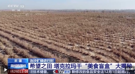 视频丨从“死亡之海”到“水产绿洲” 解锁新疆“点沙成金”的密码→