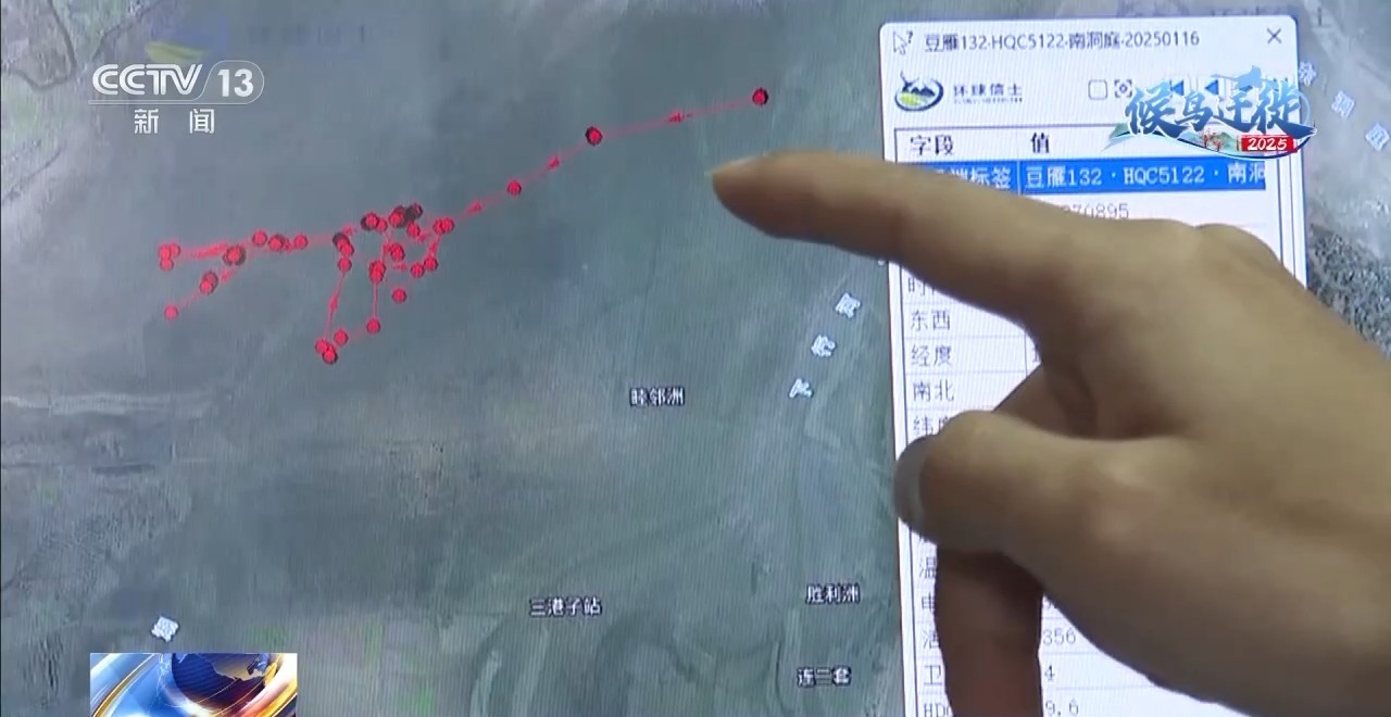 视频丨卫星追踪47只白额雁的迁徙路线。今年冬天