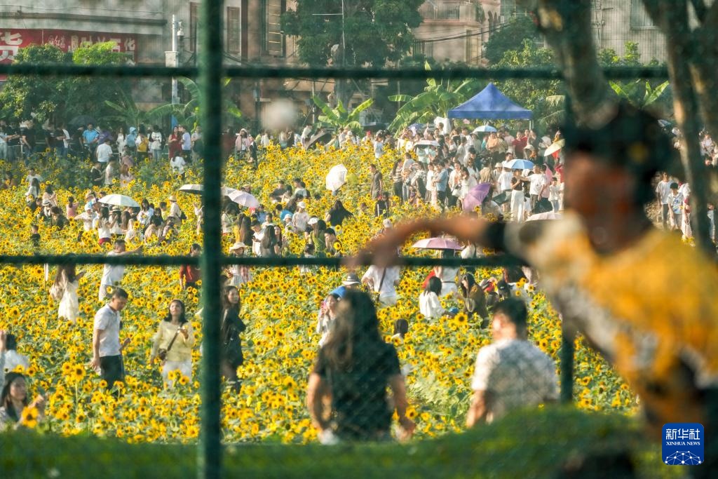 国运丨棒球——棒球与花海