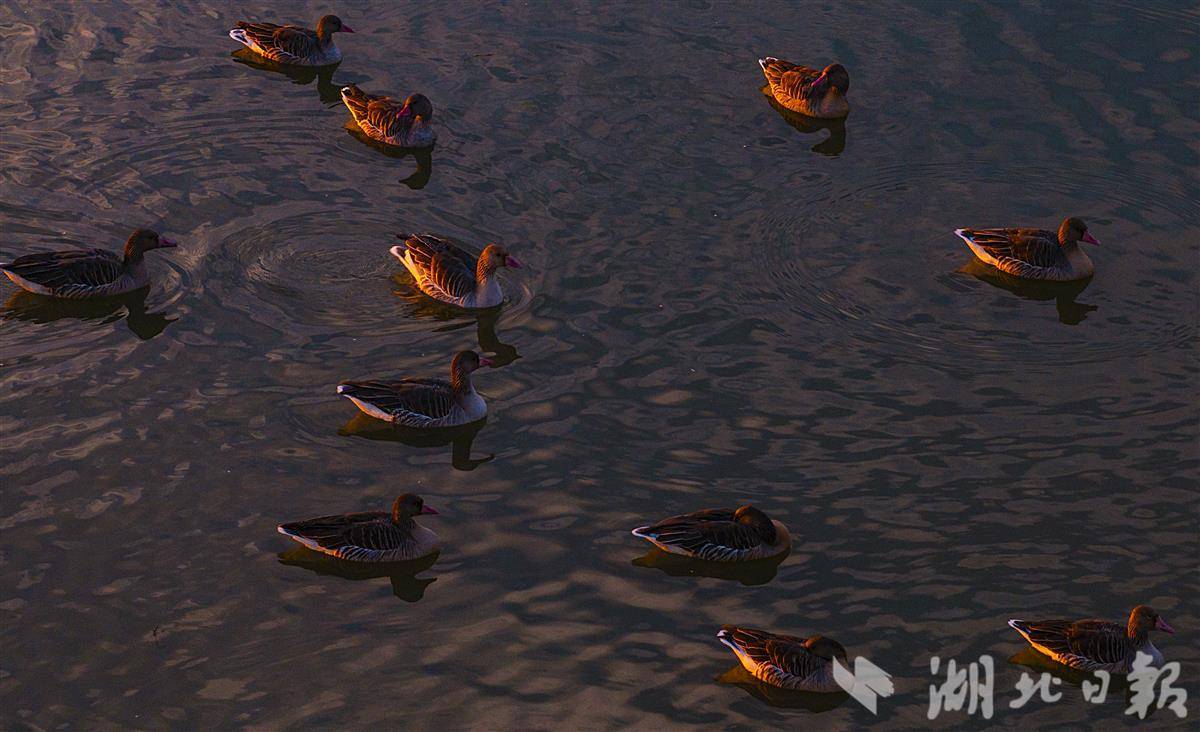 武汉涨渡湖湿地美如画 数万只候鸟来越冬