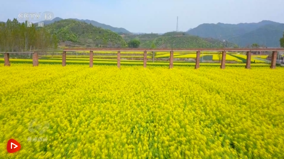 焦点访谈 |农业芯片安全将稳定中国菜篮子