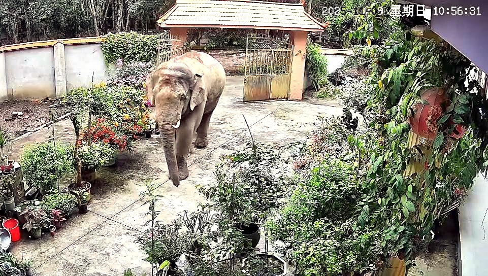 最有礼貌的野象是在云南发现的。它进入居民家