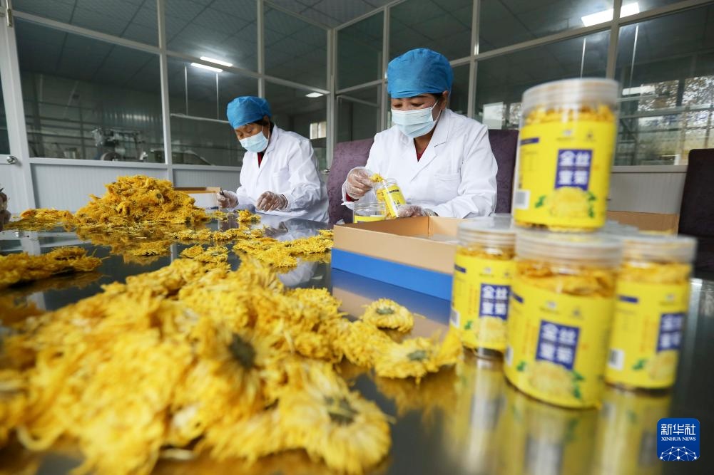 甘肃临洮：金菊采摘加工忙碌