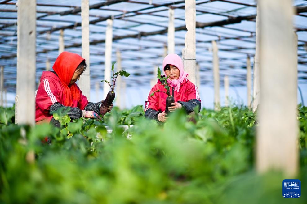 天津：沙窝萝卜收获季开始