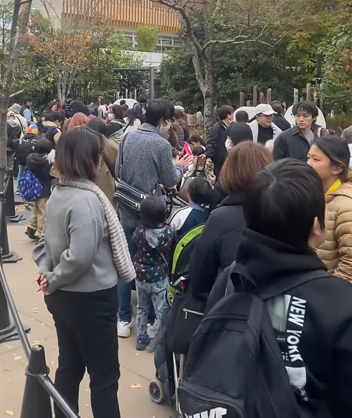 赴日大熊猫回国倒计时开始：日本人排队三个小