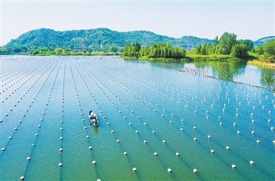 千年来，德清人这样“种”珍珠