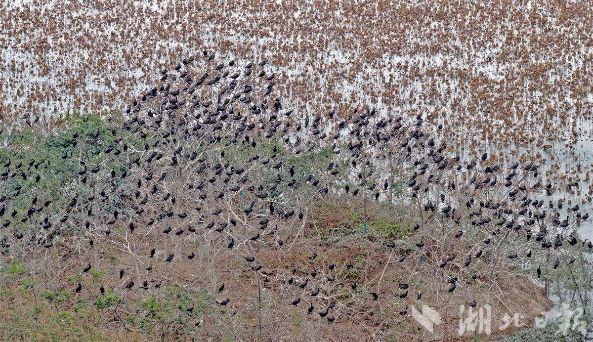荆州林拉高湿地迎来候鸟