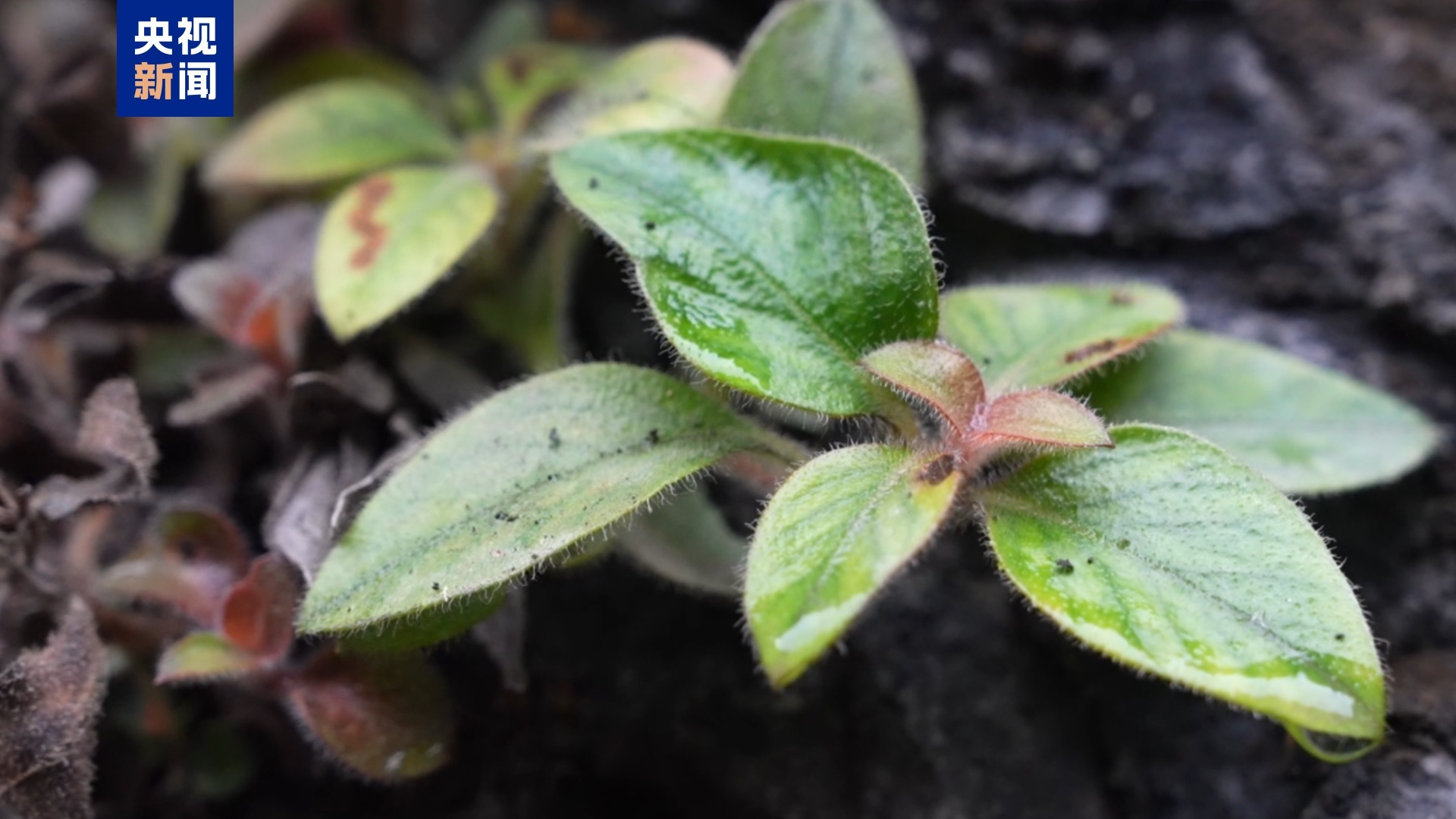 湖南省首次发现！这就是濒危植物“红头索”→