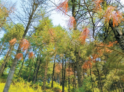 松树线虫病危害有多大？如