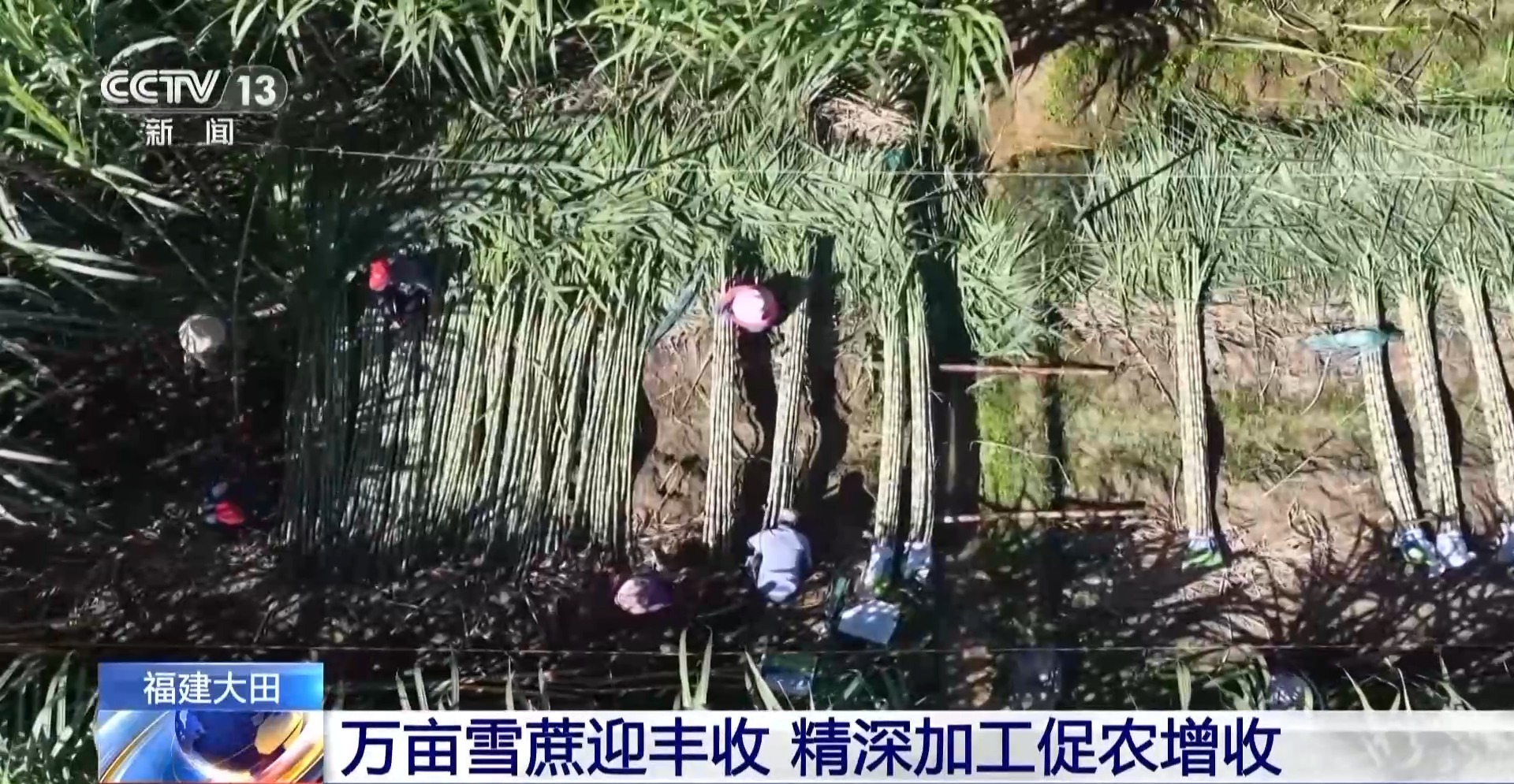 视频丨福建万公顷雪甘蔗迎来丰收 精深加工助推农业增收