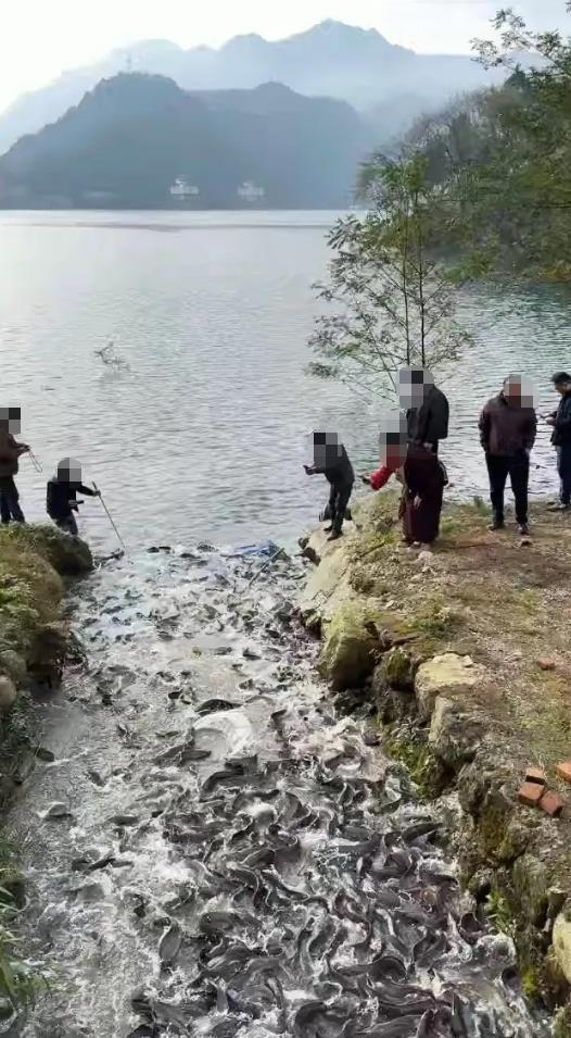 数千斤外来埃及池塘鲤鱼放归都江堰水库？官方