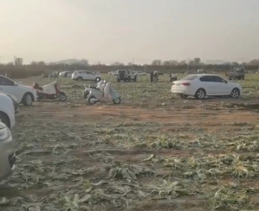 It is rumored that around 200 acres of cabbage were destroye