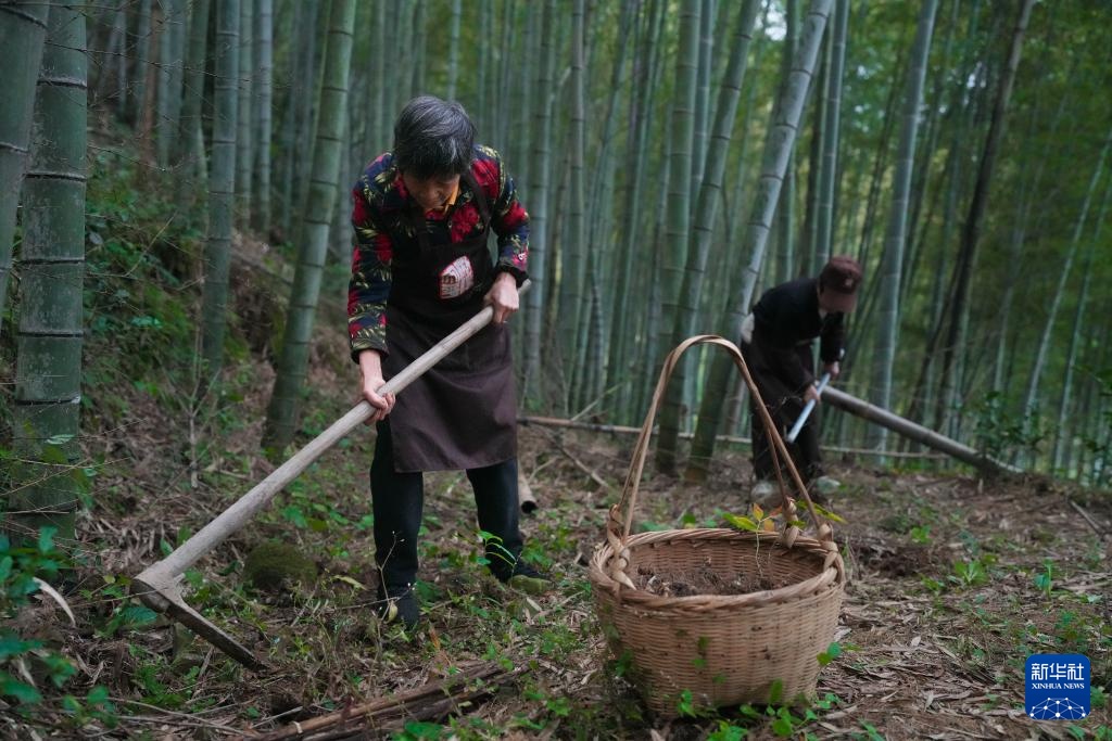 浙江省上虞市：结的收集和准备