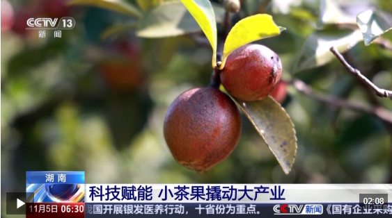 视频 |许多宝藏！一株茶花如何“榨干”近千亿的