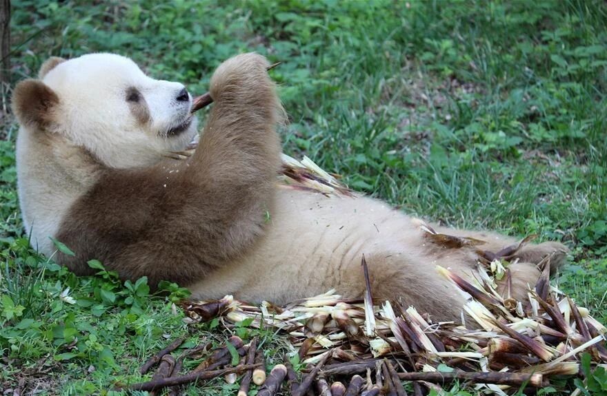 圈养808只,野生近1900只……保护大熊猫我们是认