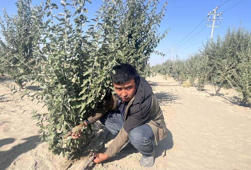 变沙为“金”的“科技+产业”完善塔克拉玛干沙