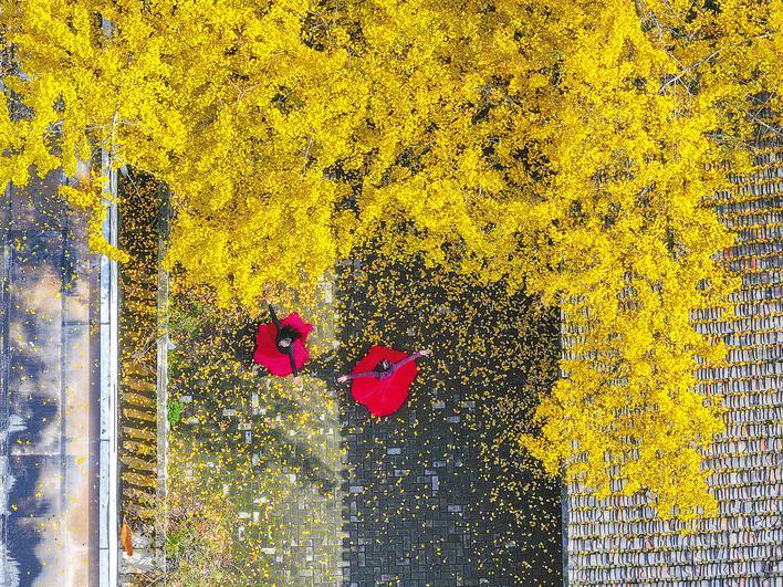 披着金甲的古银杏树