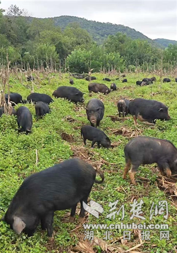 京山市小环岭村：林下经济