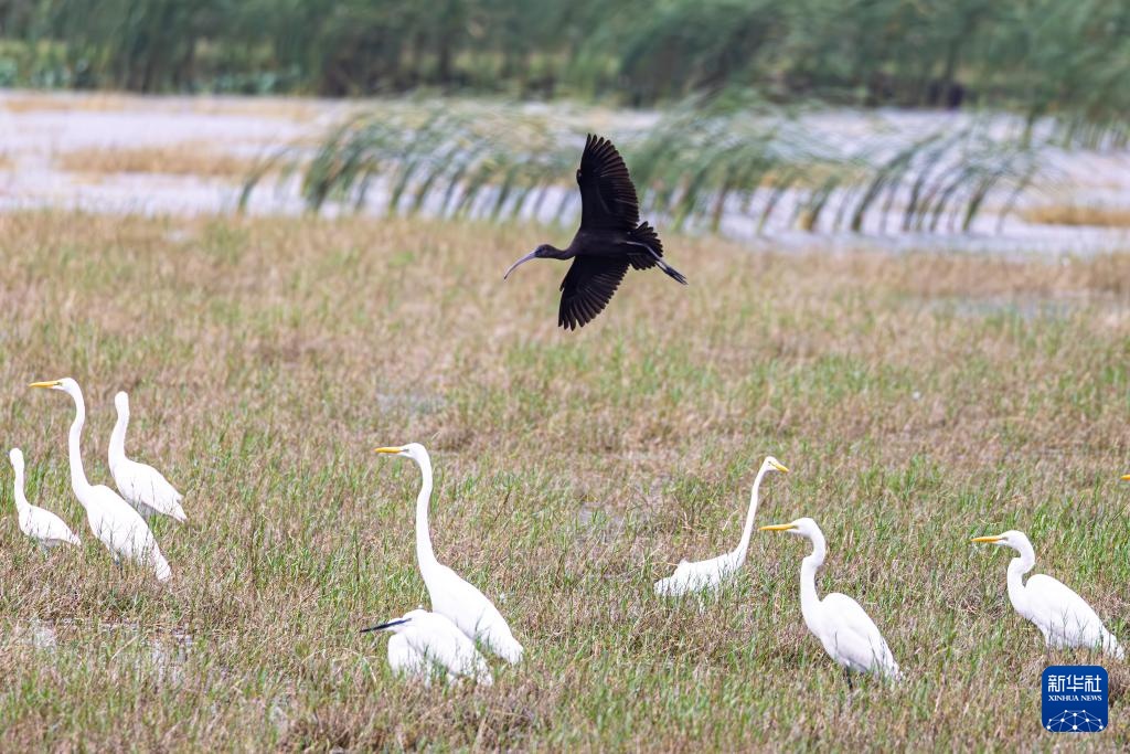 色彩缤纷的朱鹮再现海南长江海尾湿地
