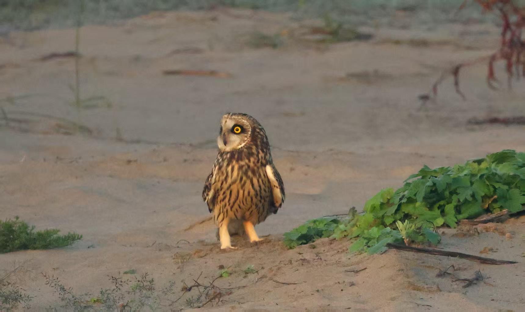 四只国家二级保护动物长耳