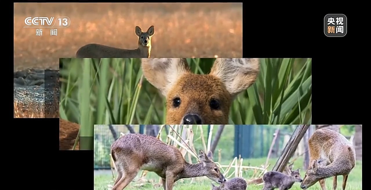 新闻周刊丨“二师兄”常来南京“出差”，为城市管理提出新课题