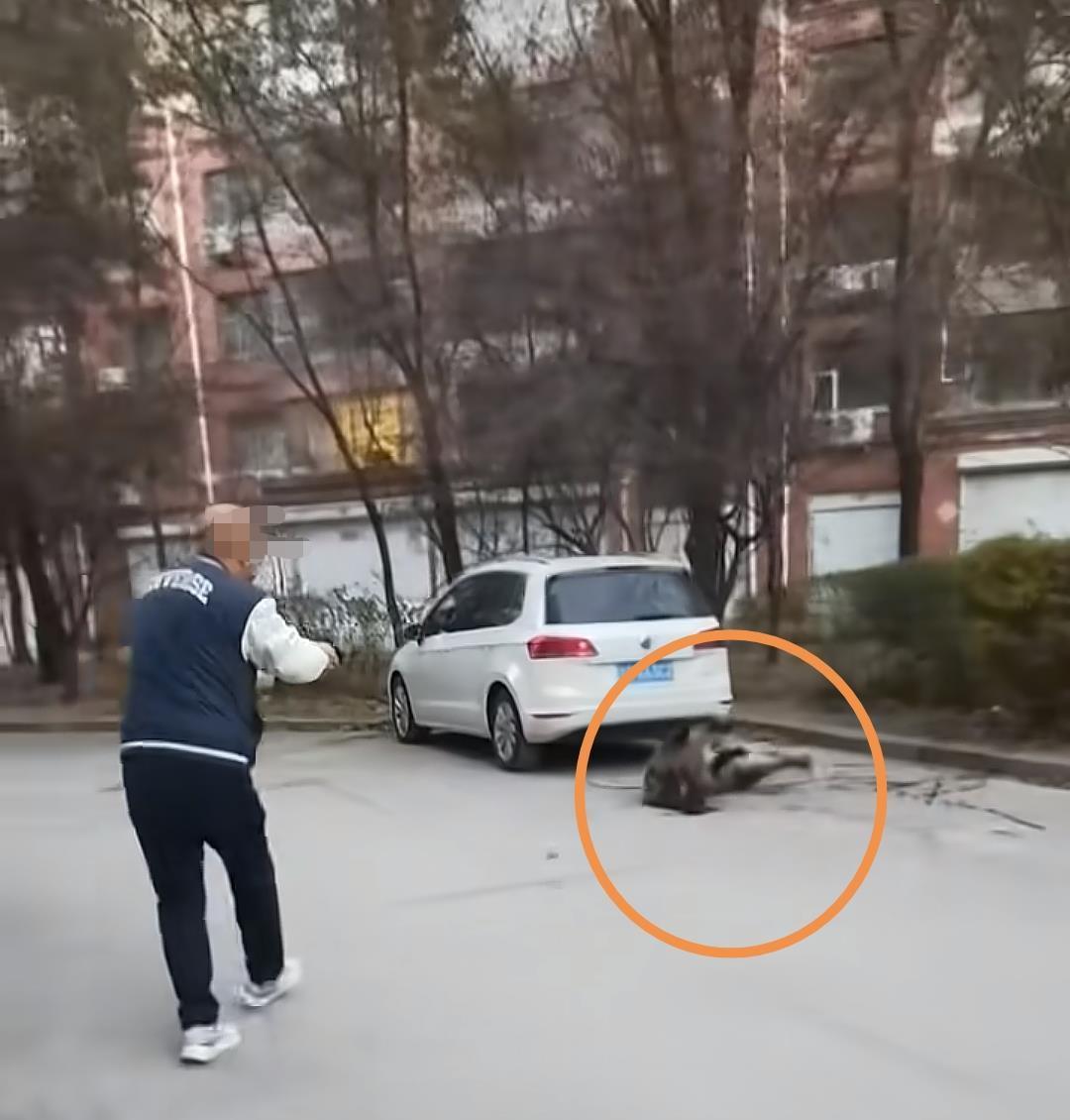 吉林一野猪今日凌晨破坏一居民区 被警方击毙