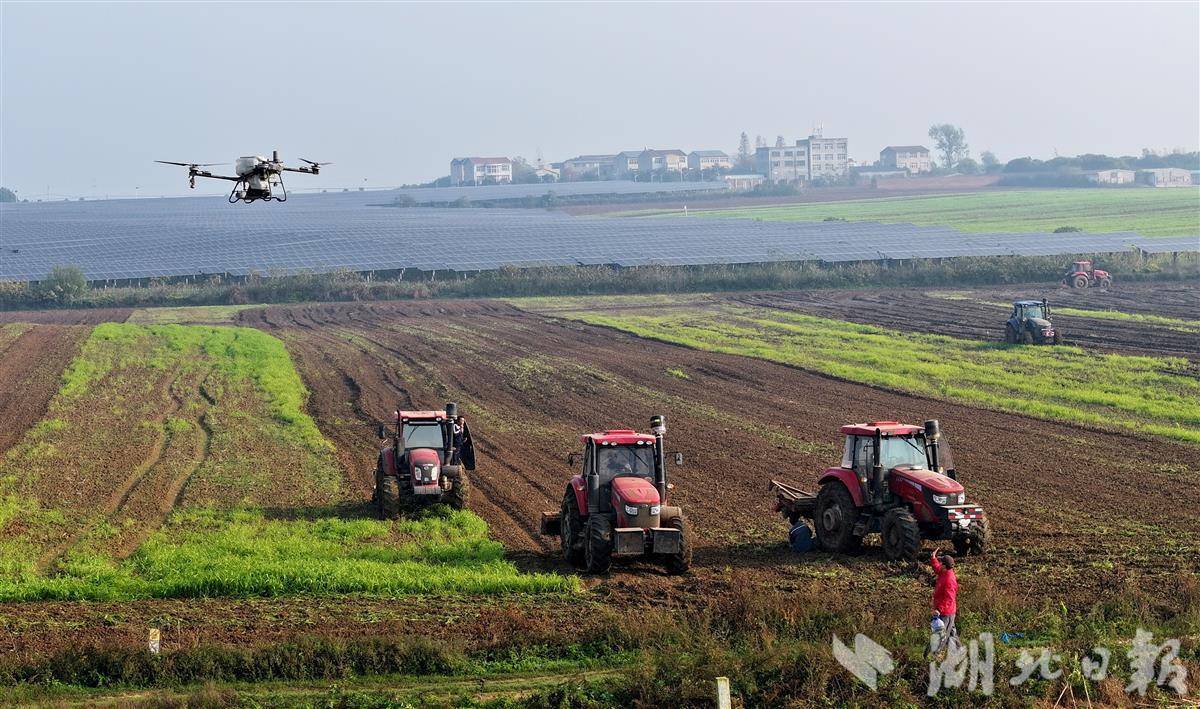 襄阳摘冬小麦提振来年丰收